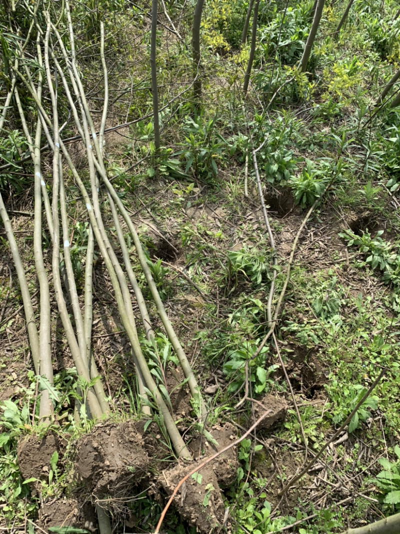 1米_2米高朴树小苗，朴树，小叶朴树，当年朴树小苗，量大