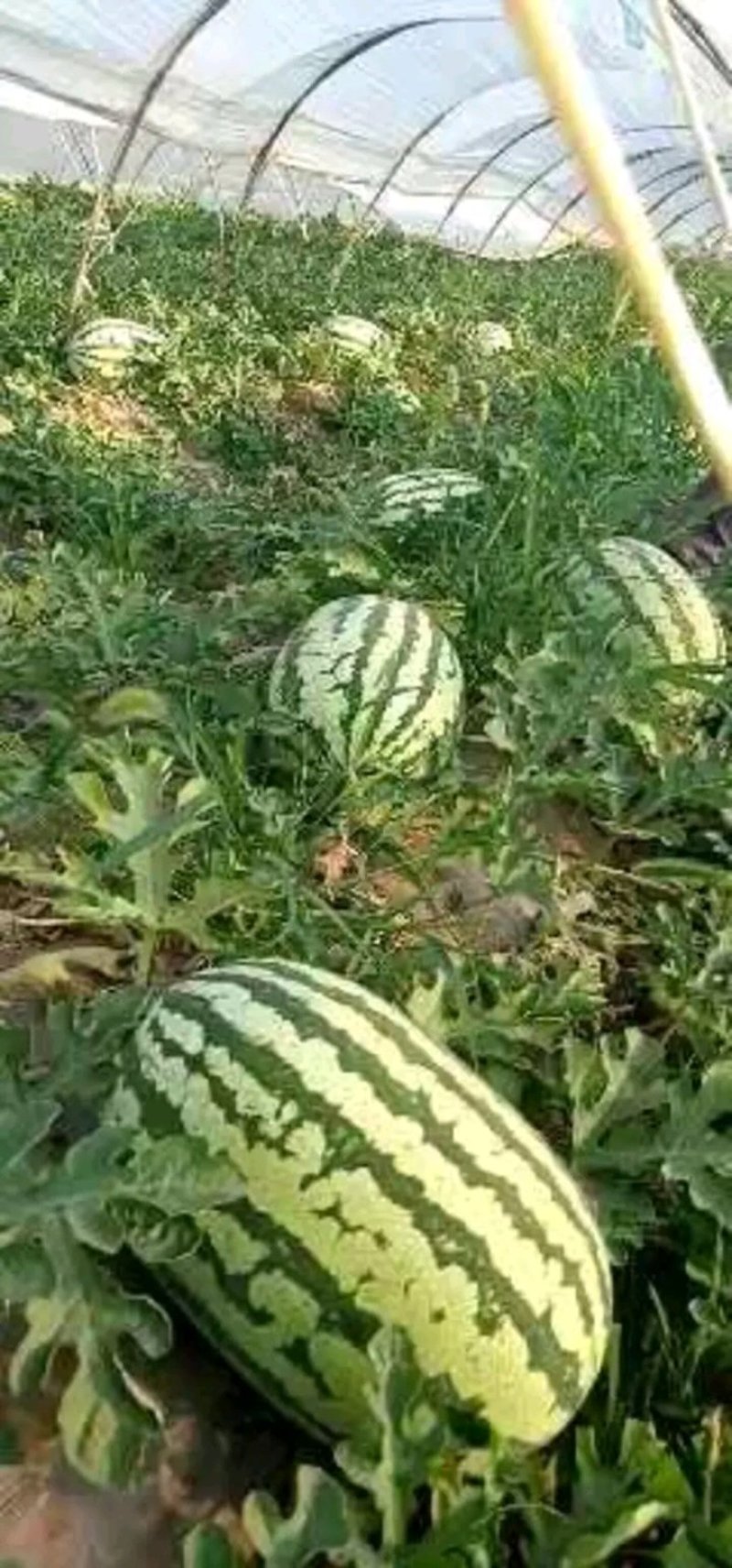 陕甘宁，，金花一号，皮毛漂亮瓜个大产地直销糖度13