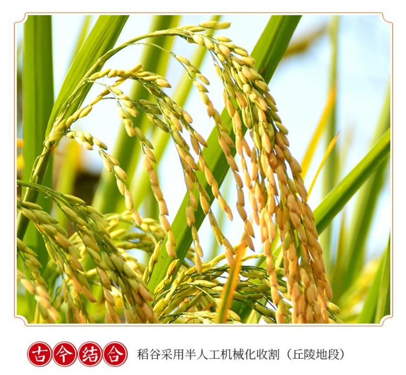 『苌公禾农业』自产虾田香米4kg真空装特产生态大米