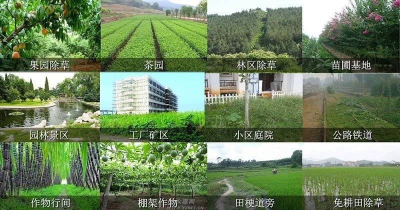 田兴旺20%草铵膦草铵磷除草剂草胺磷精粉透明高浓稠型精品