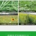 田兴旺20%草铵膦草铵磷除草剂草胺磷精粉透明高浓稠型精品
