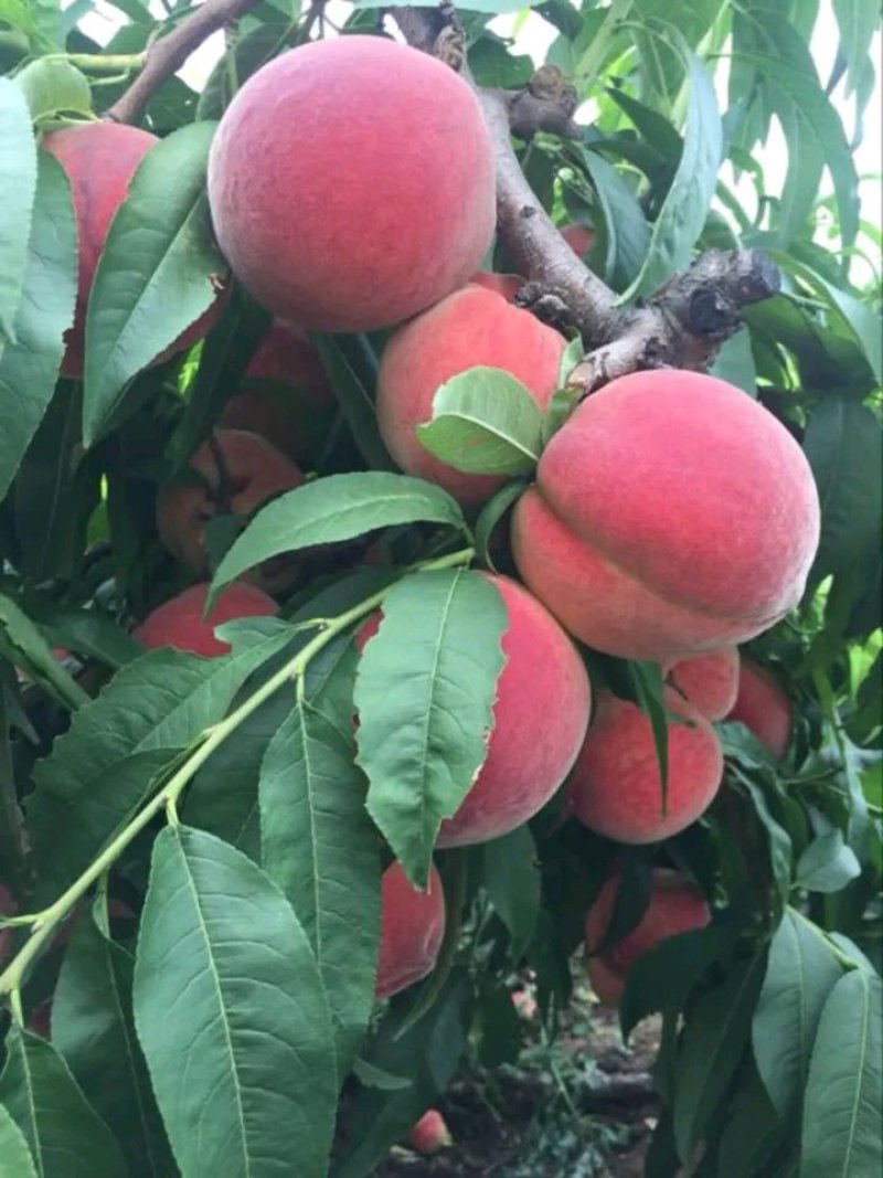 陕西大荔毛桃基地毛桃批发，个大颜色好价格便宜