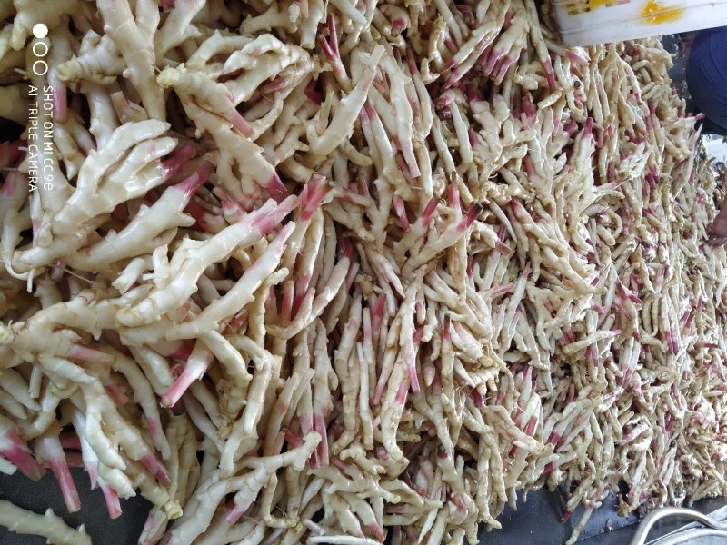 乐山冠英精品仔姜开售啦！色白头红艳脆嫩味香浓！