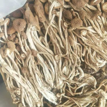 不开伞茶树菇（炖汤超营养）