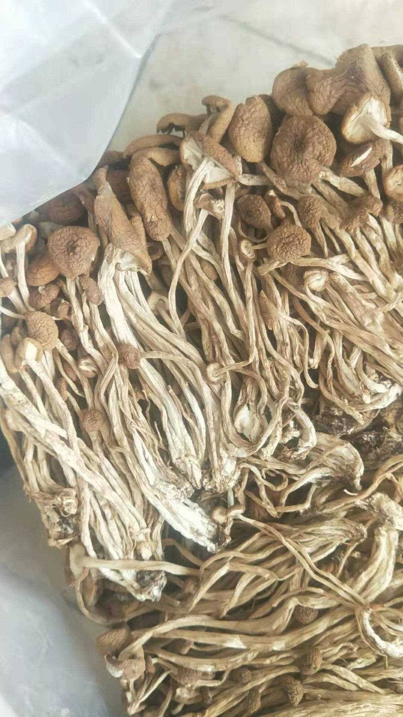 不开伞茶树菇（炖汤超营养）
