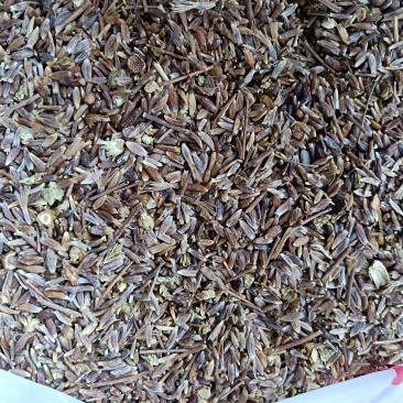 出售朱砂苍术种子