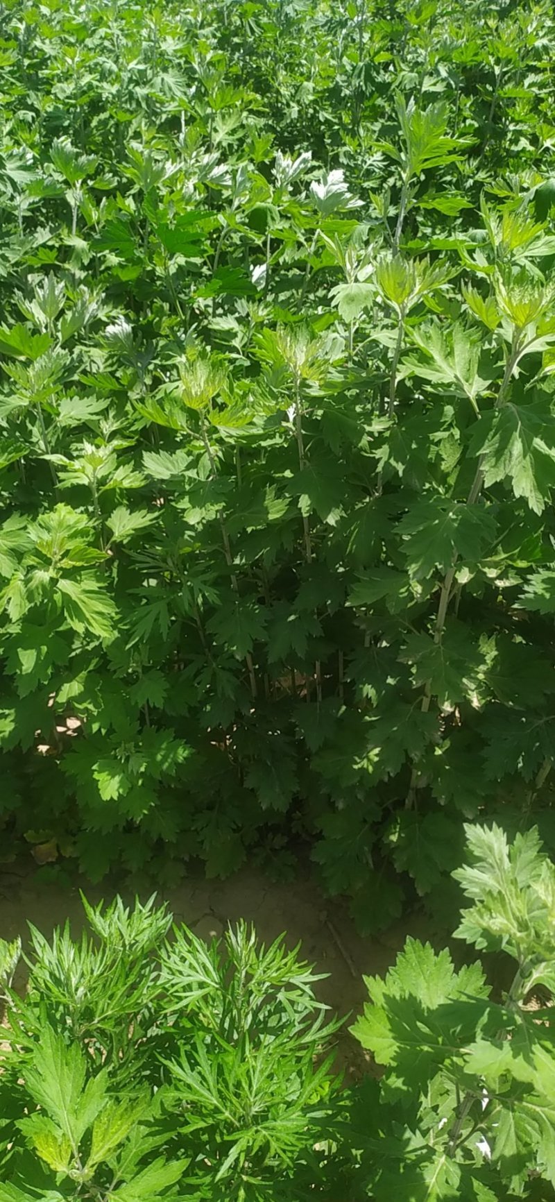 中药全草类