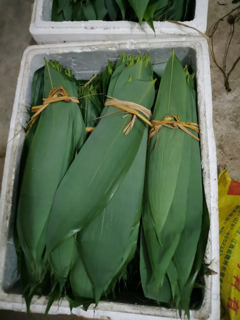 新鲜天然粽叶