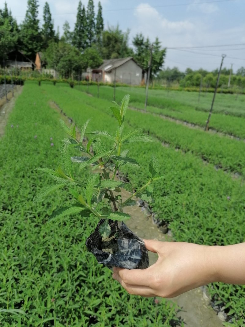 桑托斯马鞭草，小杯苗马鞭草，20-50公分马鞭草