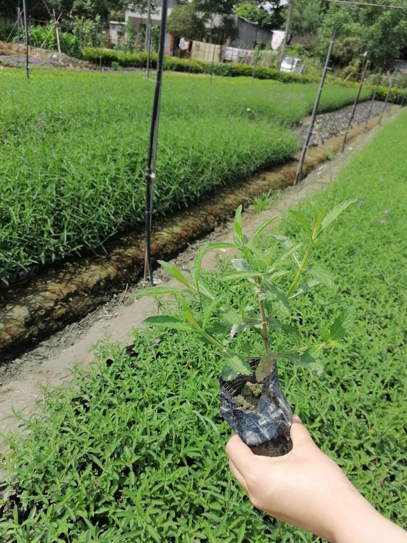 桑托斯马鞭草，小杯苗马鞭草，20-50公分马鞭草