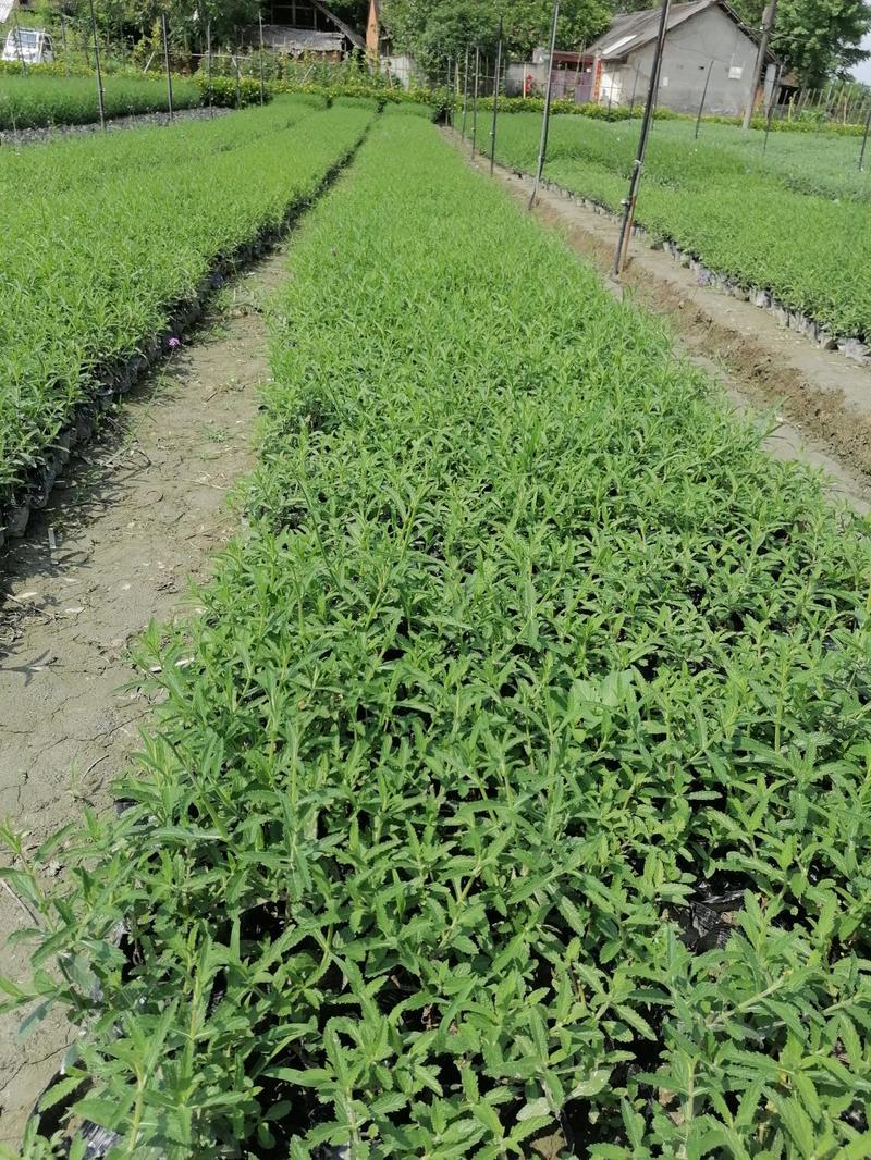 桑托斯马鞭草，小杯苗马鞭草，20-50公分马鞭草