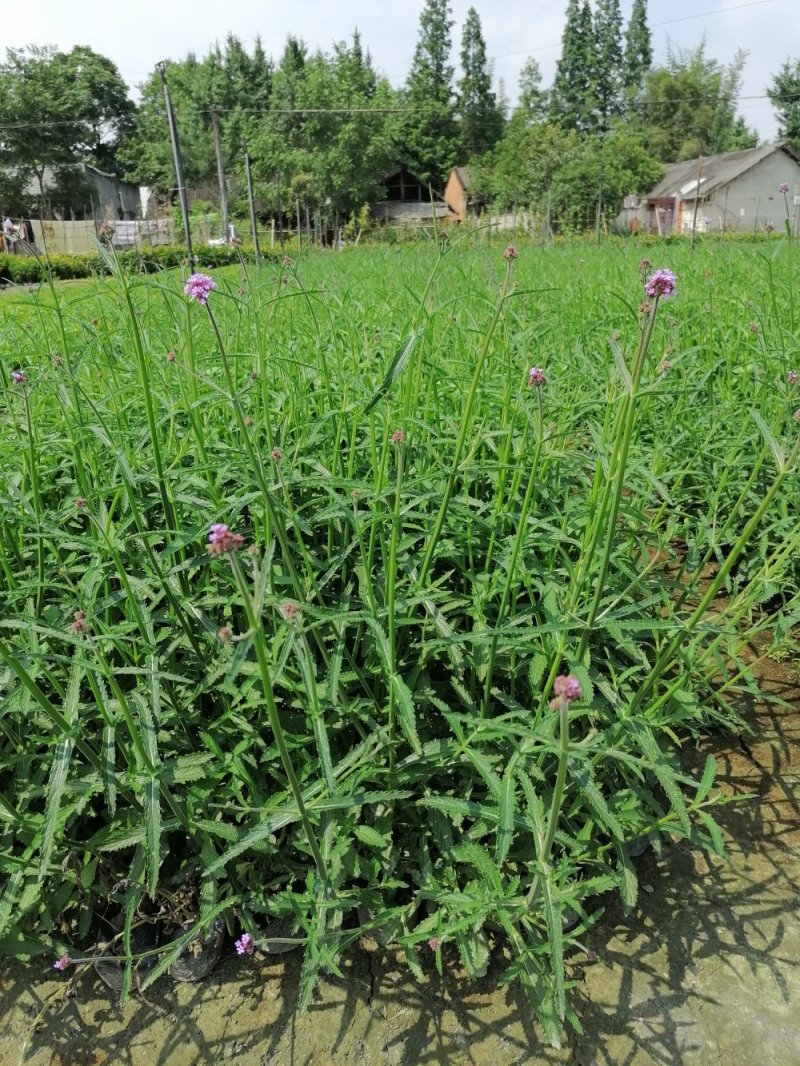 桑托斯马鞭草，小杯苗马鞭草，20-50公分马鞭草