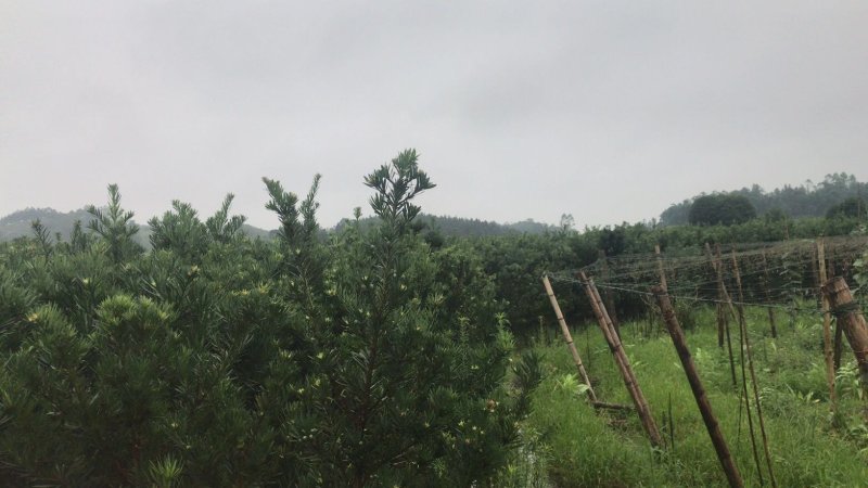 罗汉松2到3公分4公分10万颗价格面议具体情况详谈