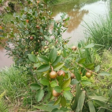 山茶油