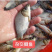 鲫鱼（湘云鲫）生长快