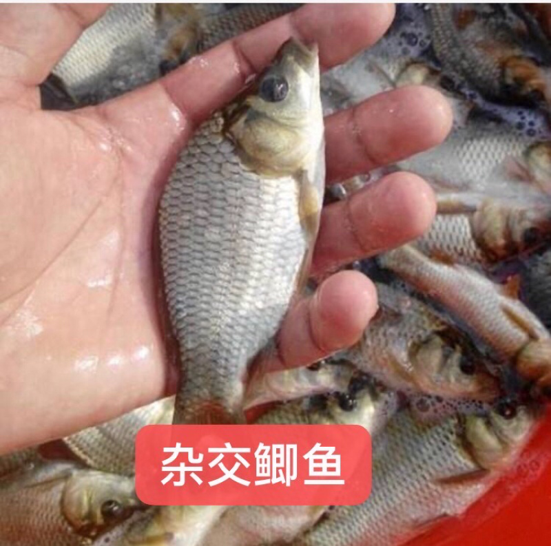 鲫鱼（湘云鲫）生长快