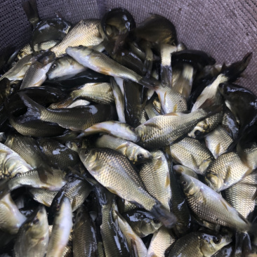 鲫鱼（湘云鲫）生长快