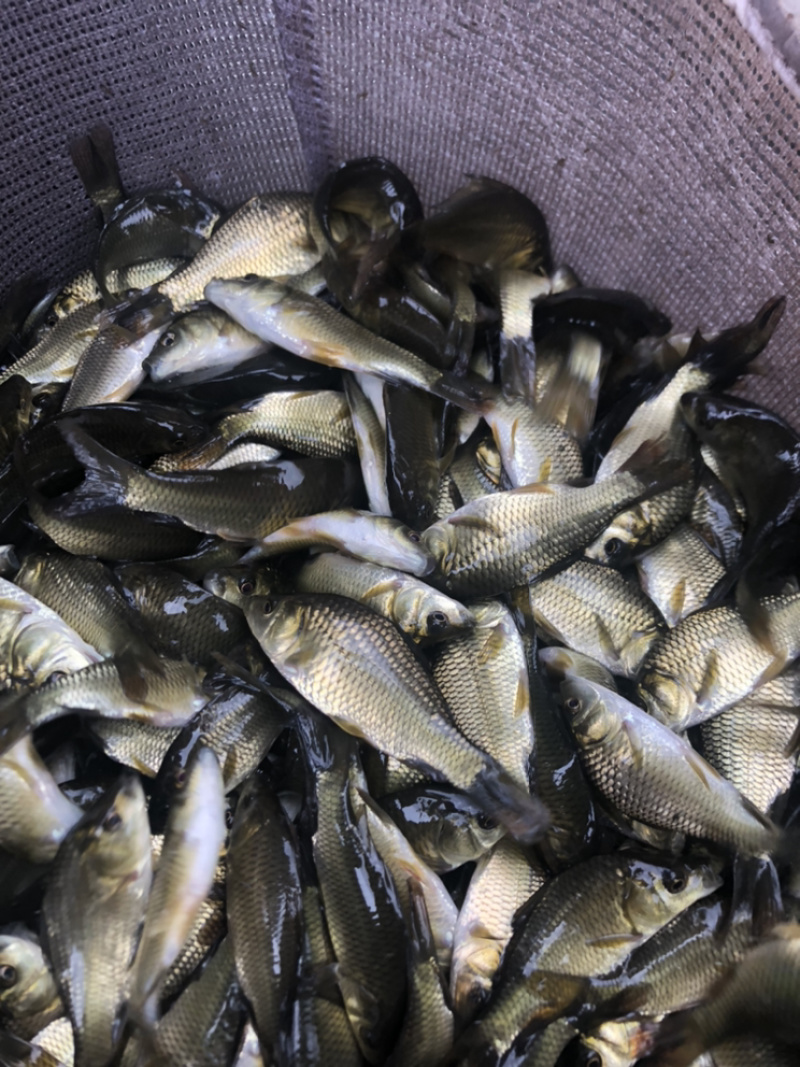 鲫鱼（湘云鲫）生长快