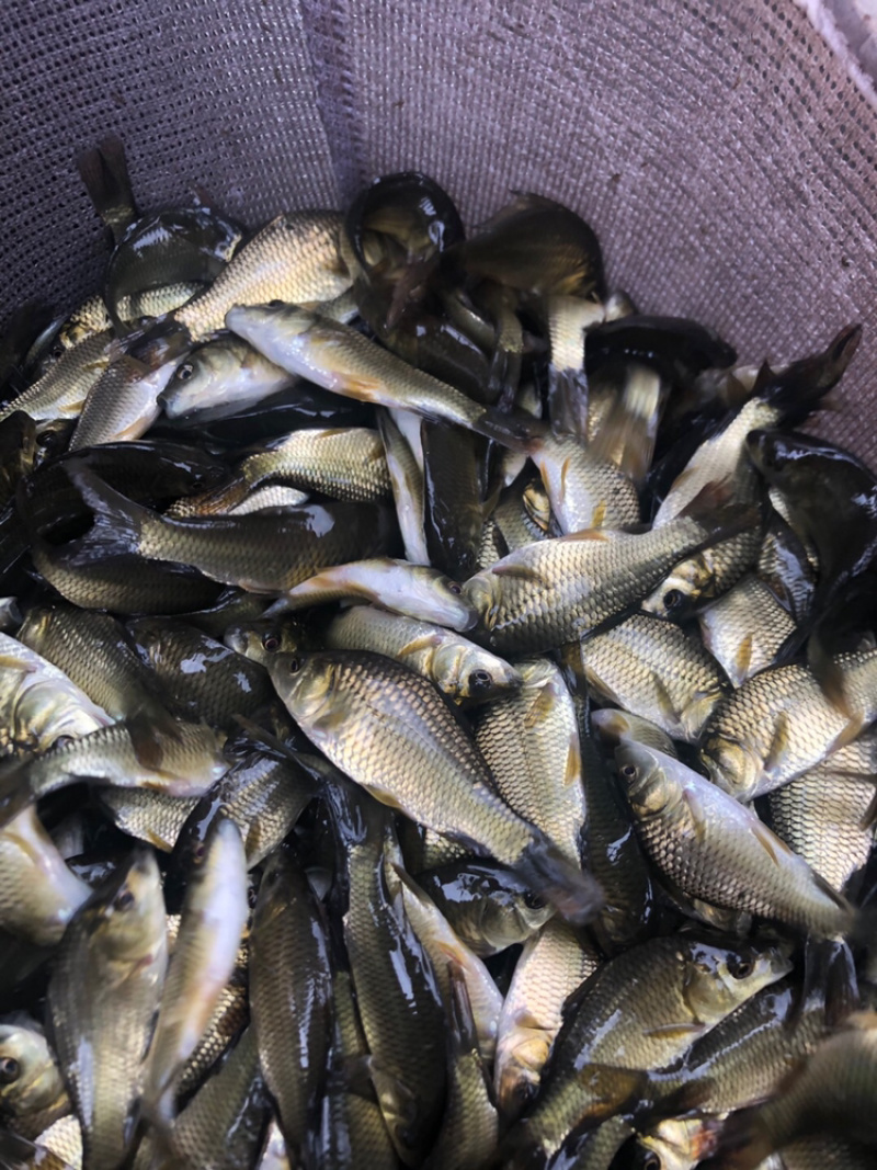 鲫鱼（湘云鲫）生长快