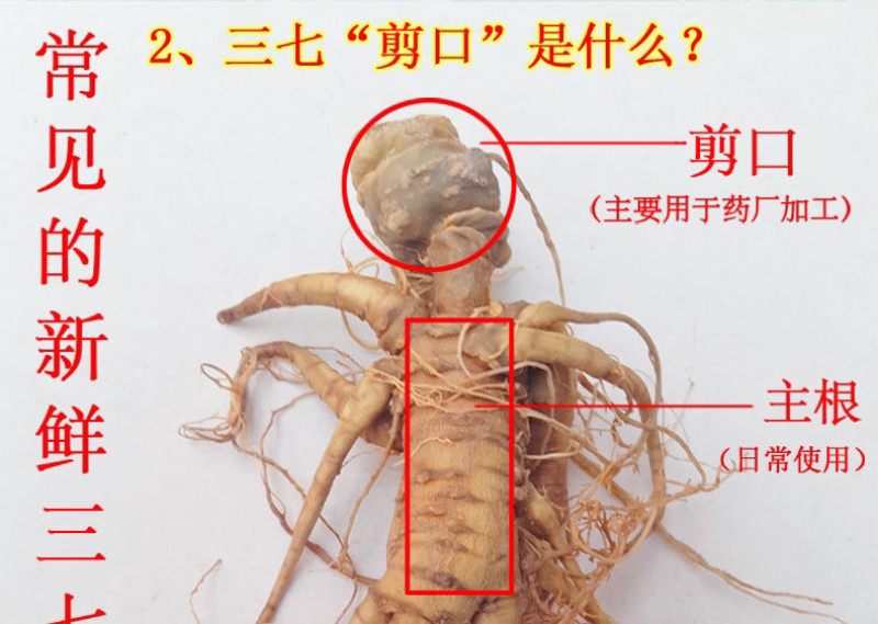四年三七新鲜活泡酒三七一斤包邮