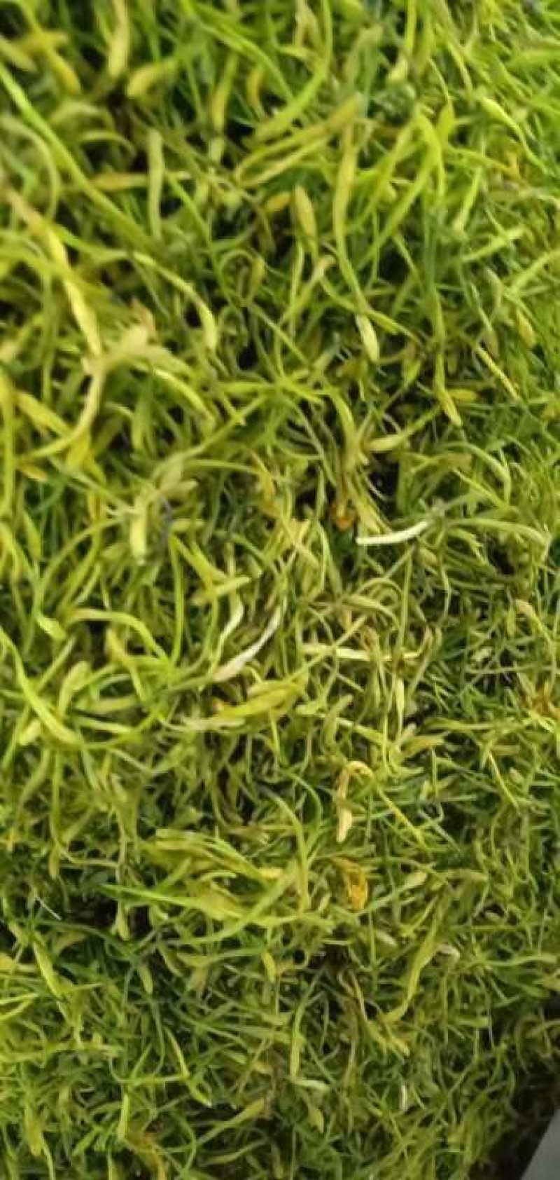 中药材/中药花类/金银花