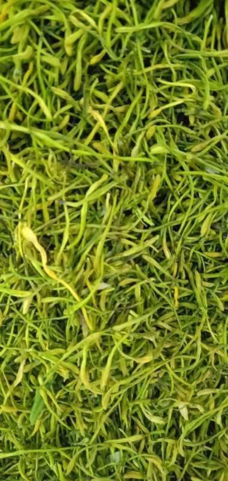 中药材/中药花类/金银花