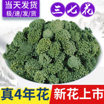 【有好货样品】文山三年三七花大量批发包邮