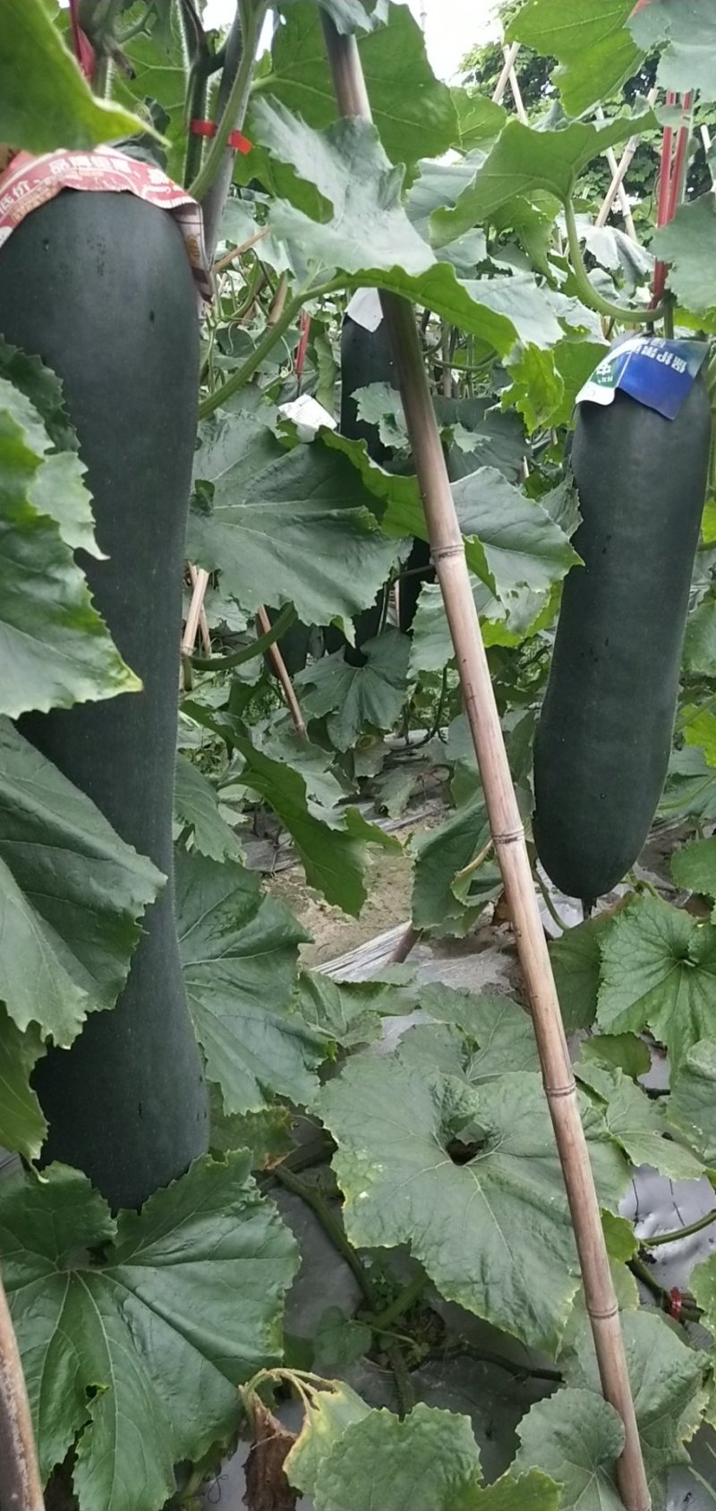 《精选》精品吊冬瓜大量上市条型好，色泽黑亮，随行就市