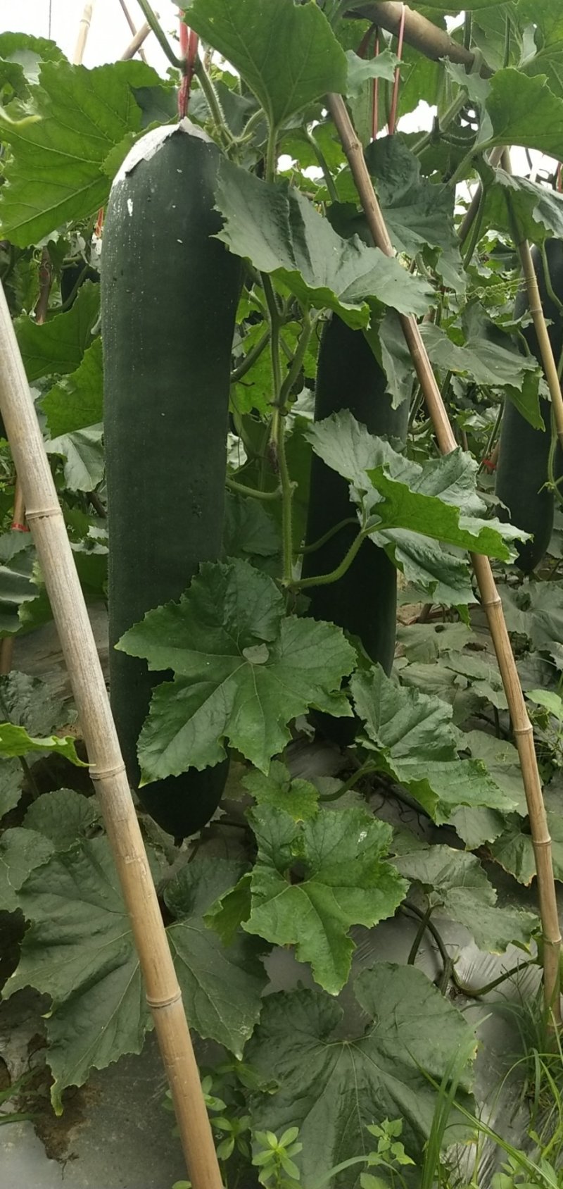 《精选》精品吊冬瓜大量上市条型好，色泽黑亮，随行就市