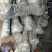 【新品】国峰7号李子苗提供技术包成活