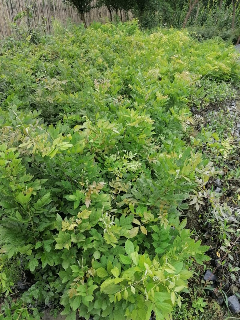 藤本植物紫藤，精品紫藤，小杯苗紫藤