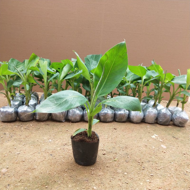 红香蕉苗B6矮化蕉皇帝蕉桂蕉中蕉9号香蕉王南北方种植包邮