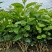 包邮4年茉莉花苗春季半成品苗白色双瓣茉莉苗园林绿化苗