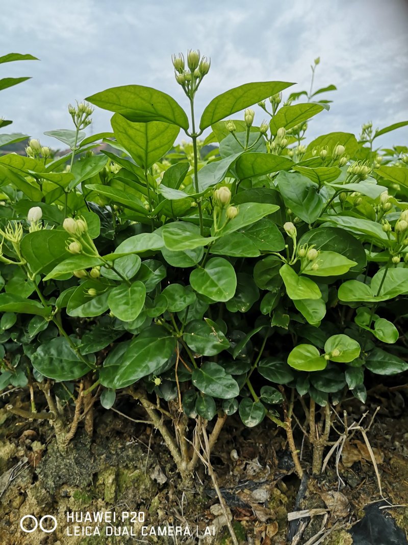 包邮4年茉莉花苗春季半成品苗白色双瓣茉莉苗园林绿化苗