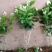 包邮4年茉莉花苗春季半成品苗白色双瓣茉莉苗园林绿化苗