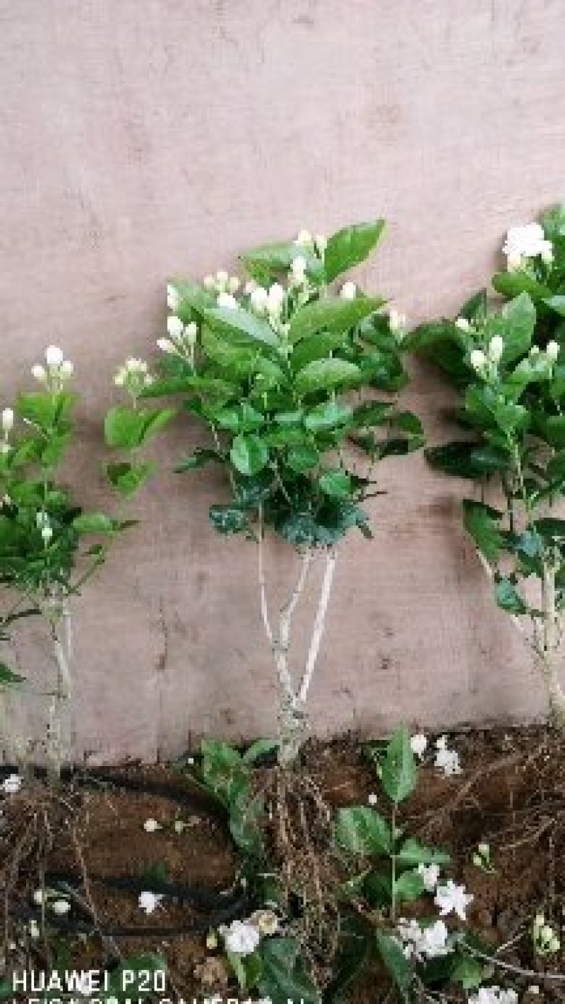 包邮4年茉莉花苗春季半成品苗白色双瓣茉莉苗园林绿化苗