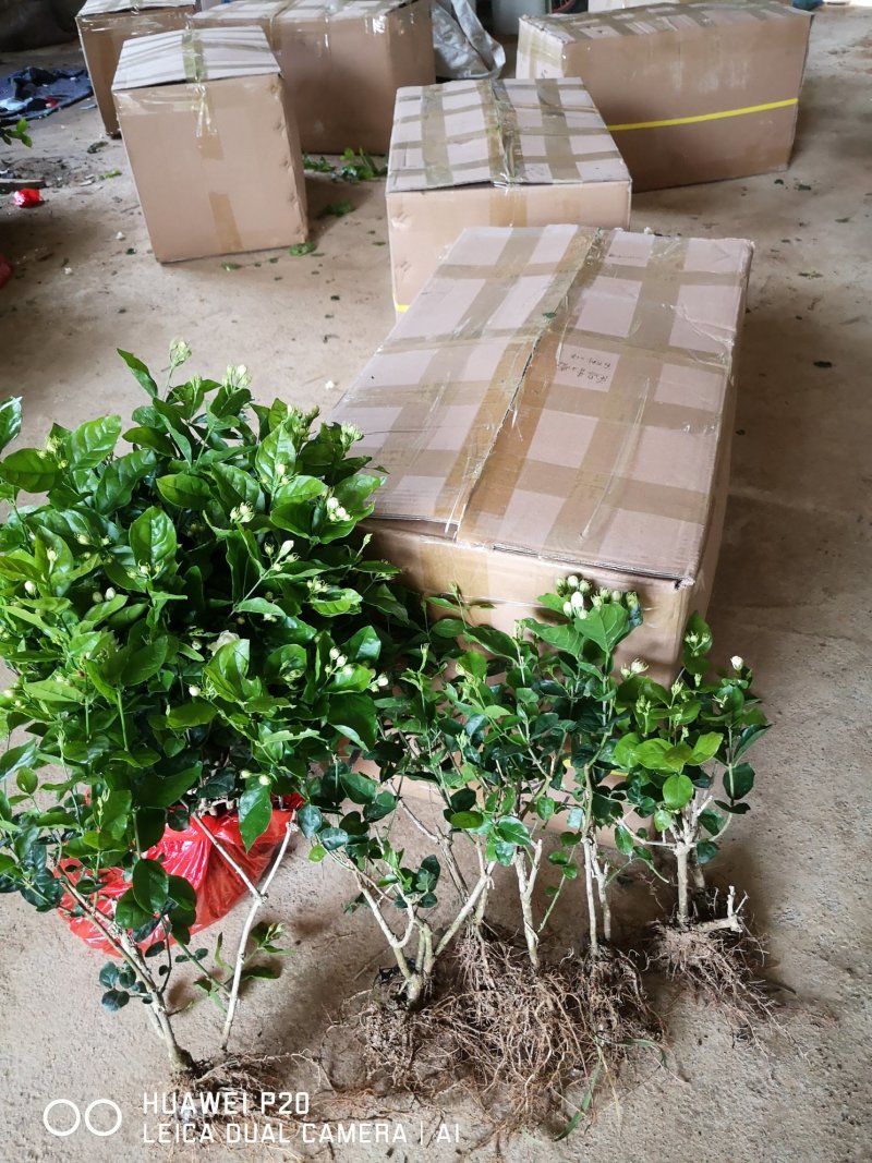 包邮4年茉莉花苗春季半成品苗白色双瓣茉莉苗园林绿化苗