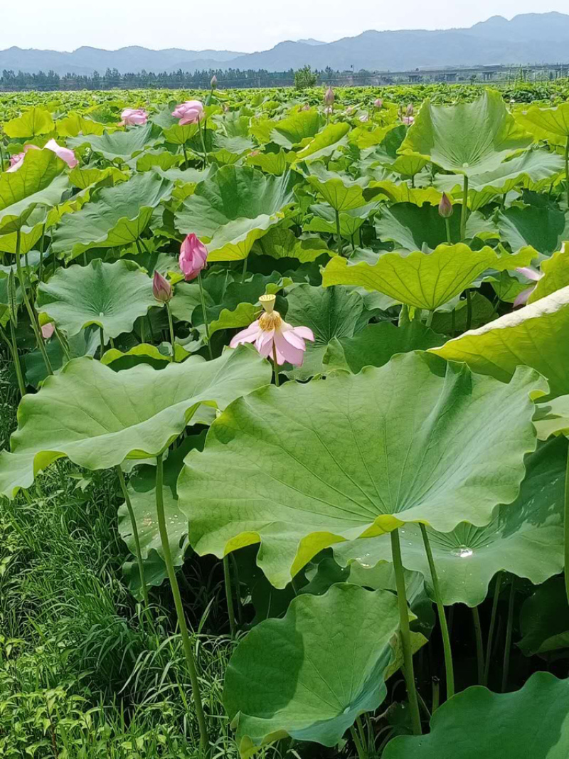 白莲大量上市，代收各种白莲，产地货源，场地提供！