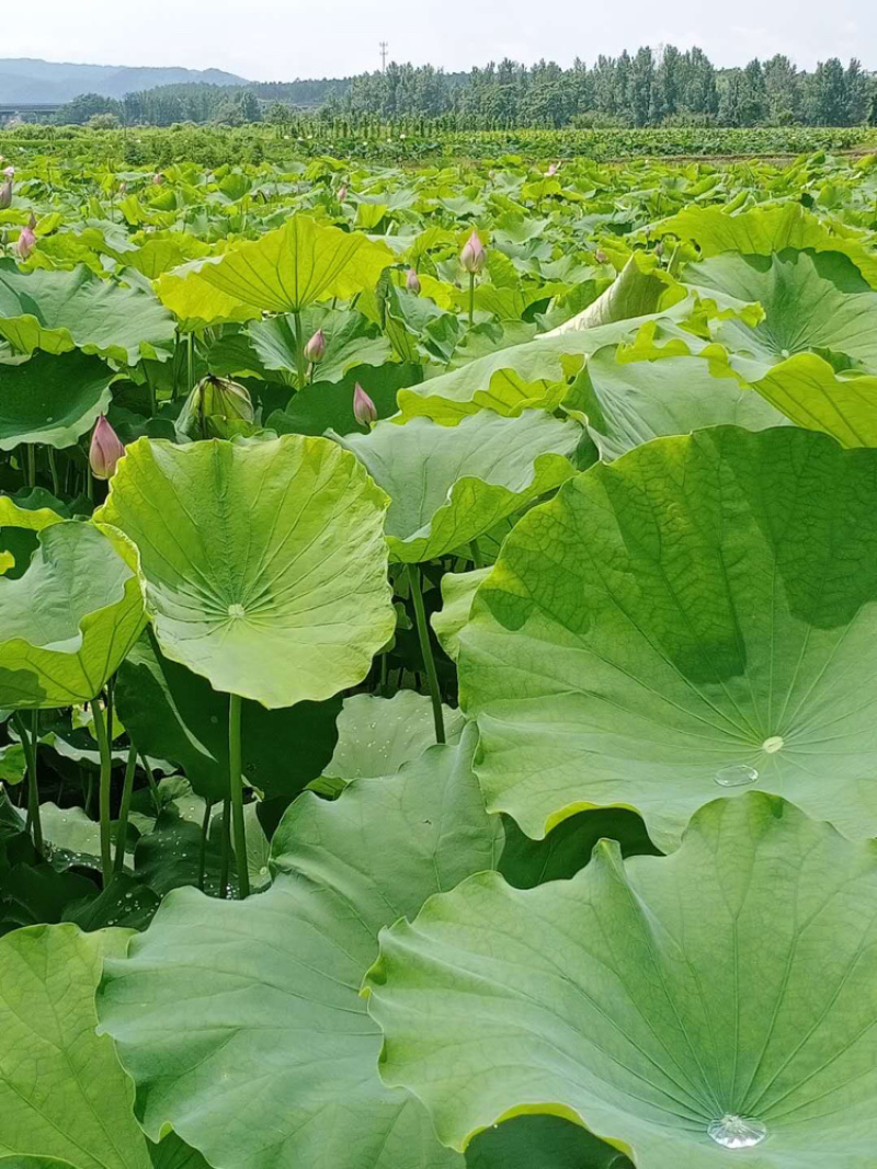 白莲大量上市，代收各种白莲，产地货源，场地提供！