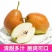 [一件代发]香梨10斤当季水果红香酥脆梨子新鲜整箱包邮