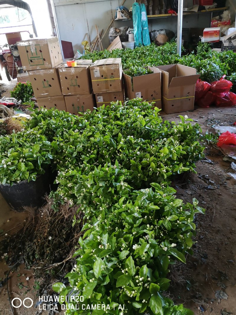 茉莉花包邮带花茉莉2年苗摆地摊网红产品5-9月有花苞