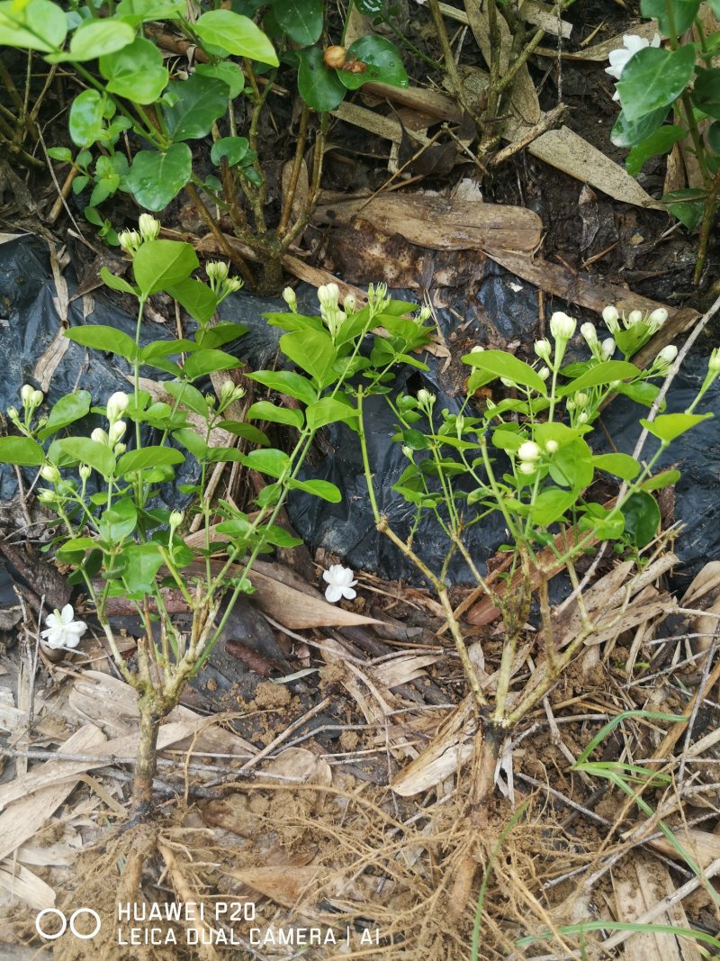 茉莉花包邮带花茉莉2年苗摆地摊网红产品5-9月有花苞
