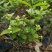茉莉花包邮带花茉莉2年苗摆地摊网红产品5-9月有花苞