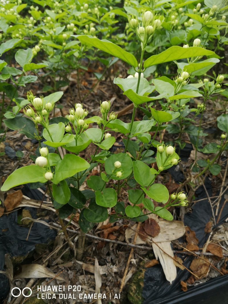 茉莉花包邮带花茉莉2年苗摆地摊网红产品5-9月有花苞