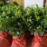 茉莉花包邮带花茉莉2年苗摆地摊网红产品5-9月有花苞