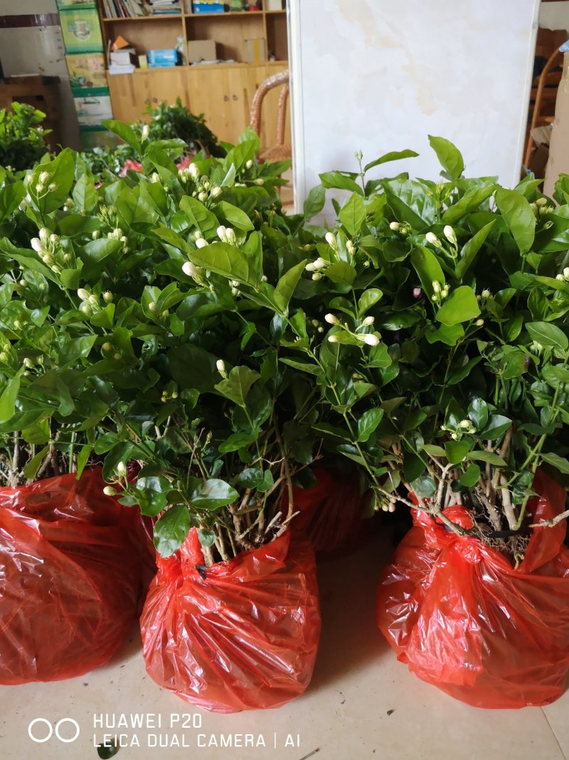 茉莉花包邮带花茉莉2年苗摆地摊网红产品5-9月有花苞