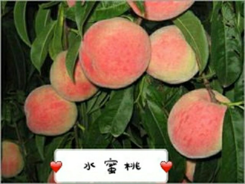 红不软毛桃70MM——80MM10斤装一件代发坏果包赔