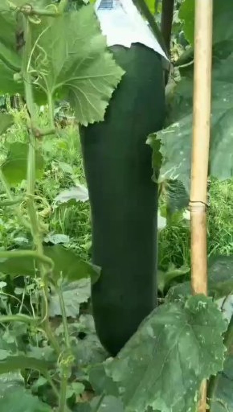 【精品冬瓜】广西黑皮冬瓜品相好线条直可视频看货欢迎采购