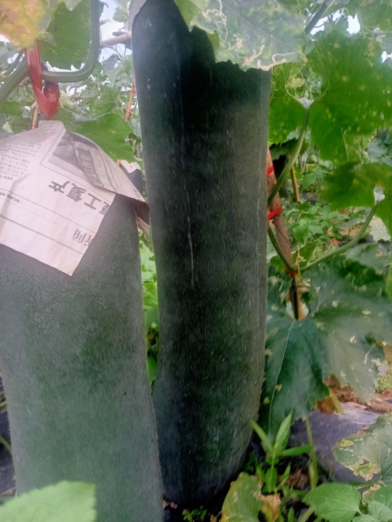 【精品冬瓜】广西黑皮冬瓜品相好线条直可视频看货欢迎采购