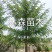 银杏树，银杏实生树，嫁接树，银杏树苗，